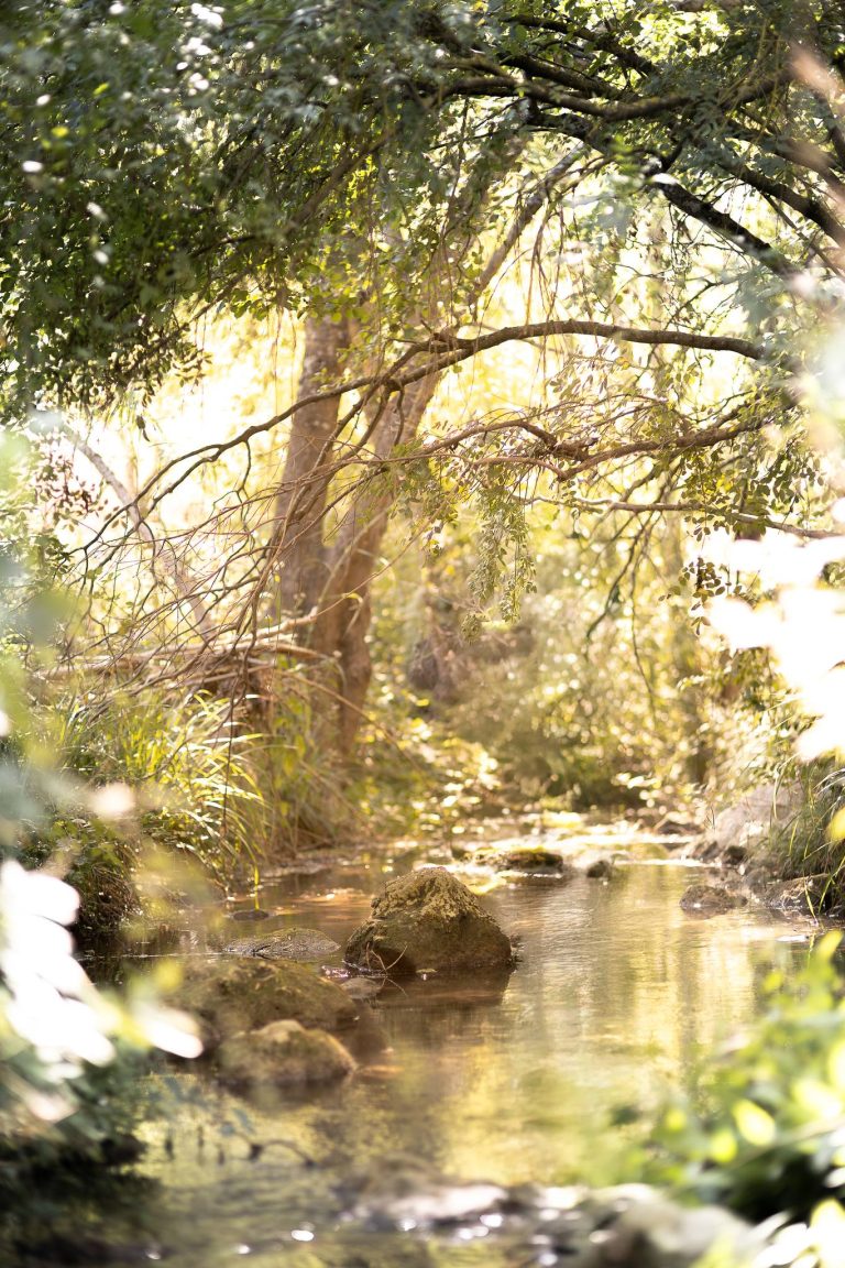 La Cassole sous les arbres à Cotignac